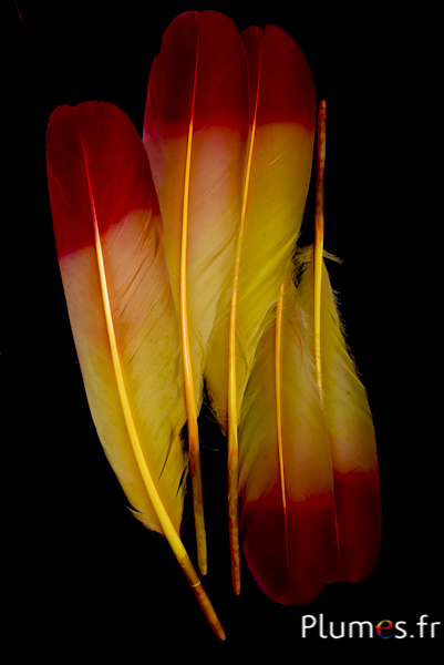 Cygne Soie - 25-30 cm - jaune-rouge